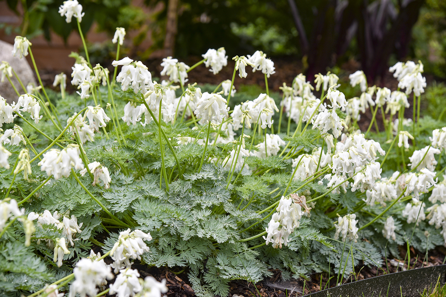 Dicentra